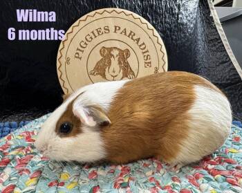 Rescue Short Haired Guinea Pigs for Adoption in Red Oak, Iowa - Wilma | PetCurious
